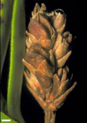 Veronica mooreae. Mature infructescence. Scale = 1 mm.
 Image: W.M. Malcolm © Te Papa CC-BY-NC 3.0 NZ